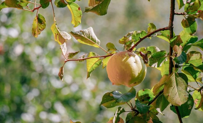 Как отличить яблоню от дички по листьям фото сравнение